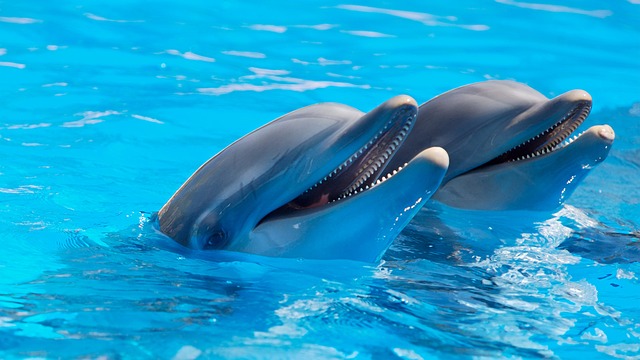 dolphins classified as mammals